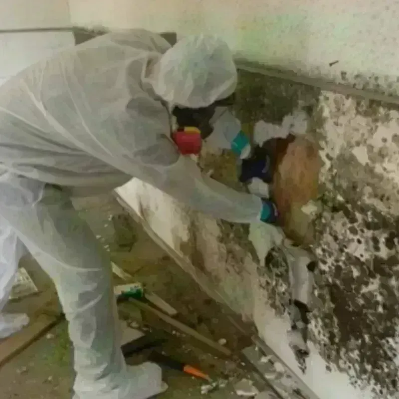 Mold Remediation and Removal in Garden Ridge, TX